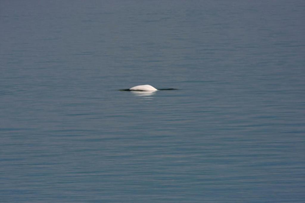 Auberge Sur Mer Charlevoix Saint-Simeon  Bagian luar foto